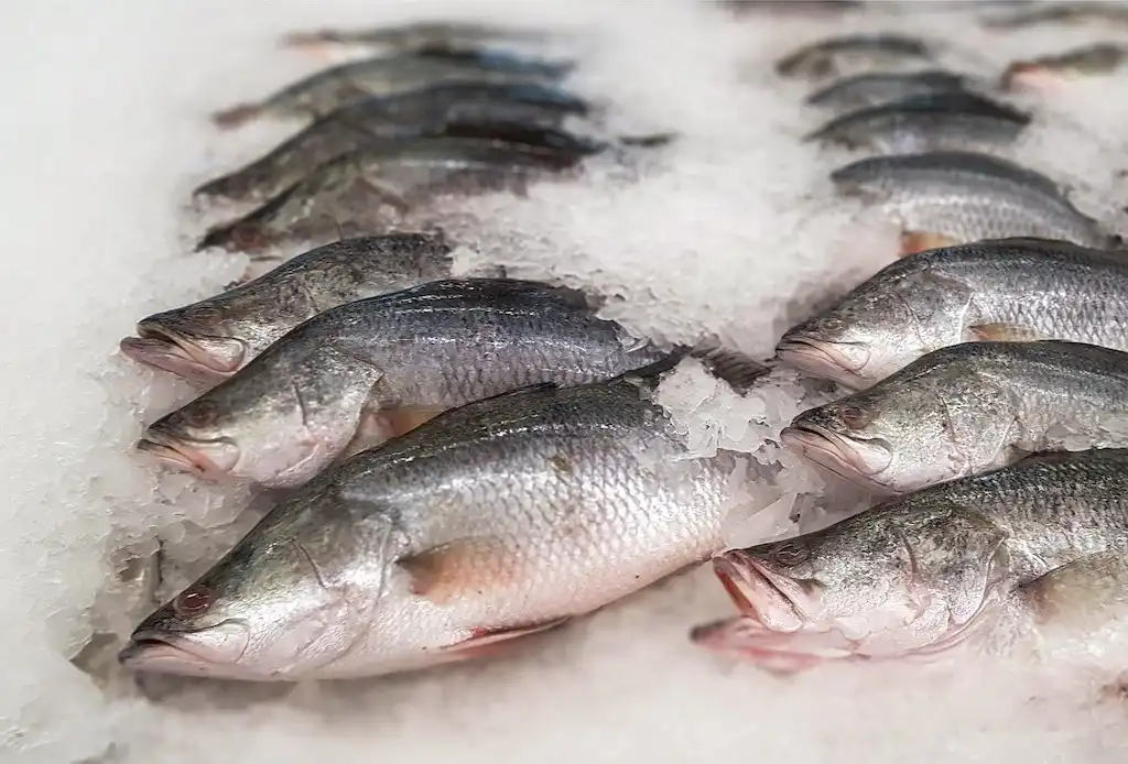 what is barramundi fish ice seafood market